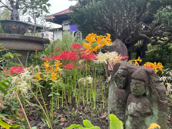 Red spider lily at Josen-ji Temple (Yamato)