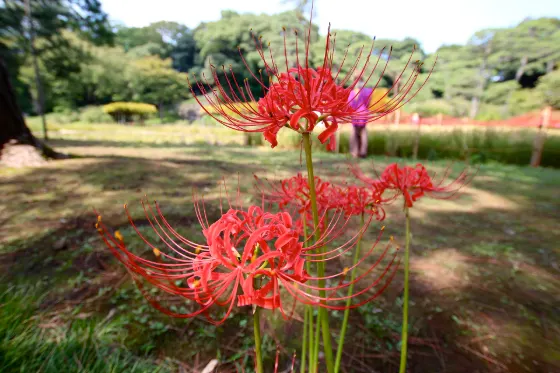 Red spider lily at Koishikawa Korakuen (Spider Lilies)