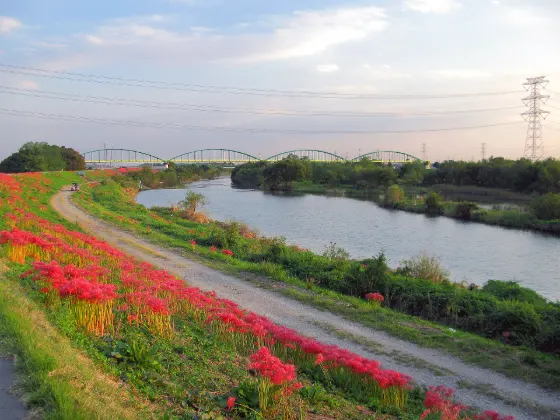 Red spider lily at Oppe River (Kawajima)