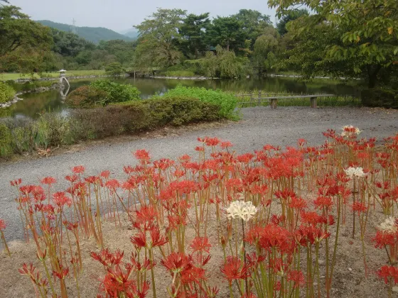 Red spider lily at Ryokusuien (Koriyama)