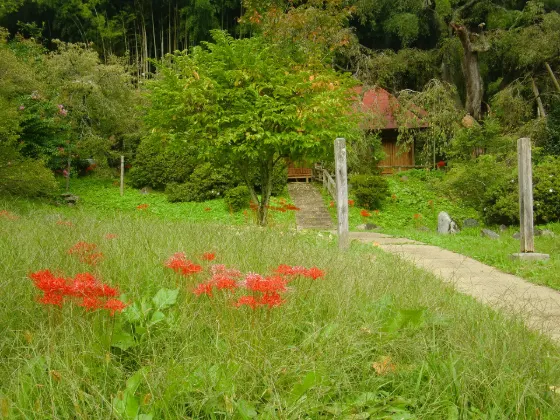 Red spider lily at Sesson-an