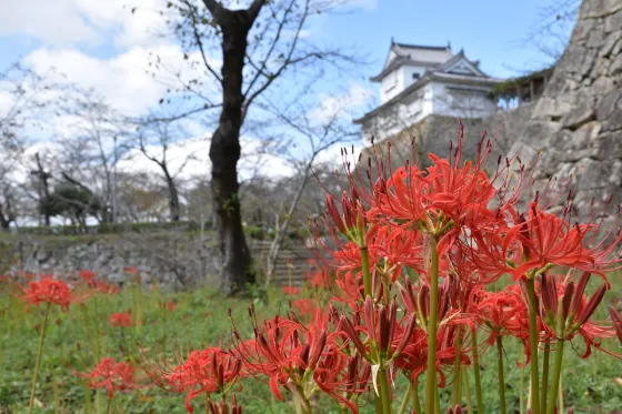 Red spider lily at Tsuyama Castle (Spider Lilies)