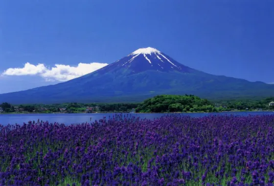 Nemophila at Oishi Park