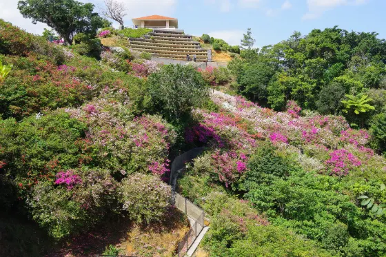 Azalea at Higashi Village Azalea Garden