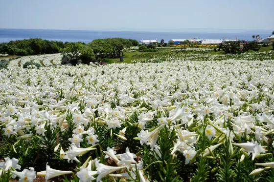 Lilies at Iejima Lily Field Park