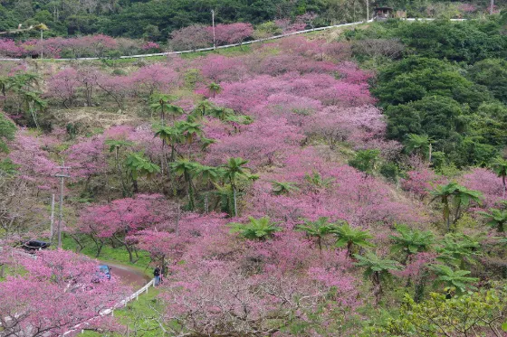 Cherry blossom at Mount Yae Cherry Forest Park