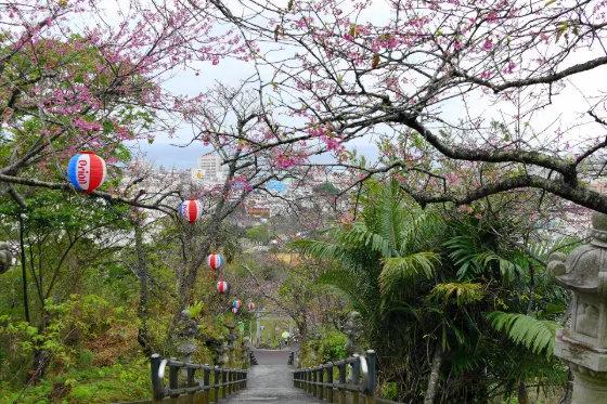 Cherry blossom at Nago Central Park
