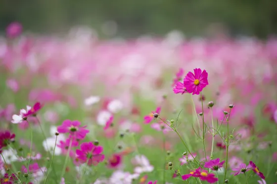 Cosmos at Yomitan Cosmos Field