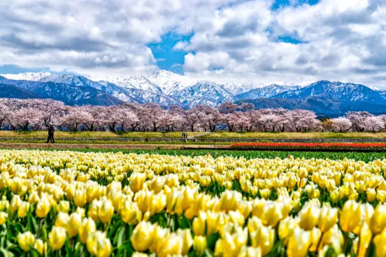 Tulips at Asahi Funakawa Spring Quartet