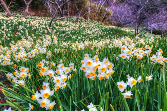 Narcissus at Edzuki Narcissus Road (Kyonan)