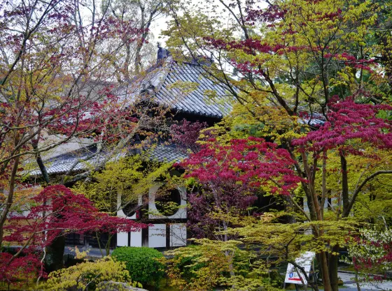 Autumn leaves at Eikando Temple