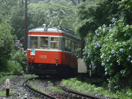 Hydrangea at Hakone Tozan Railway