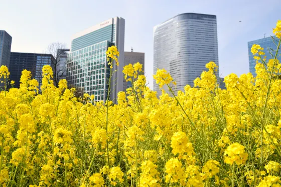 Rapeseed at Hamarikyu Gardens