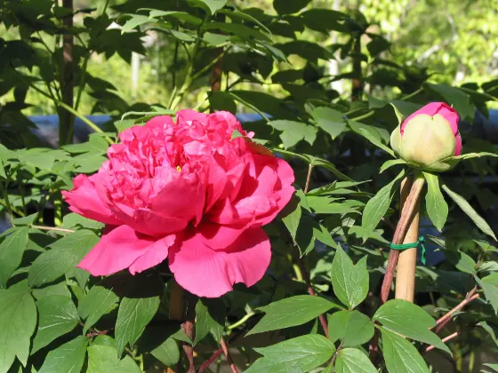 Peony at Hase-dera (Nara)