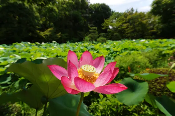 Lotus at Hokongo-in Temple