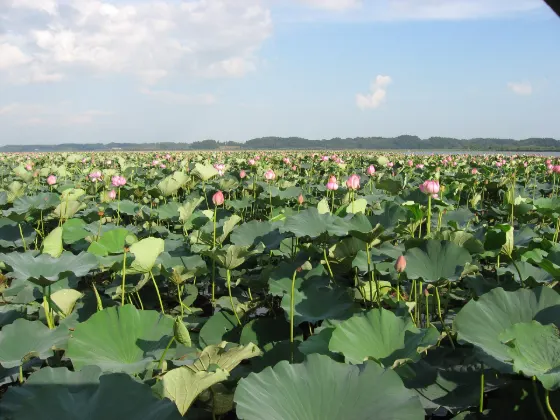 Lotus at Izunuma and Uchinuma