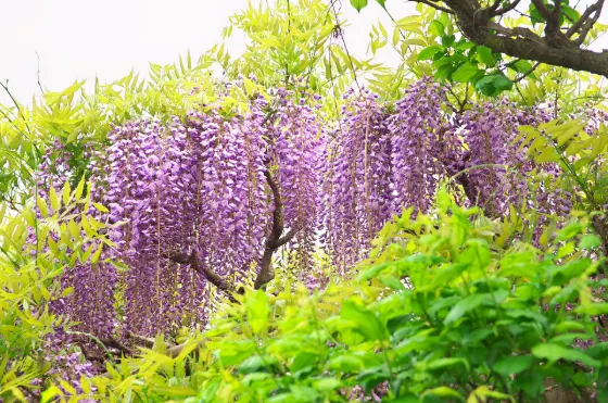 Wisteria at Kameido Tenjin Shrine