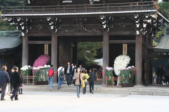 Chrysanthemum at Kasama Inari Shrine Chrysanthemum Festival