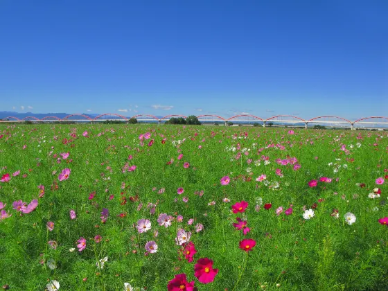 Cosmos at Konosu Cosmos Fields