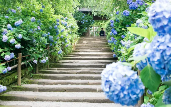 Hydrangea at Meigetsu-in Temple