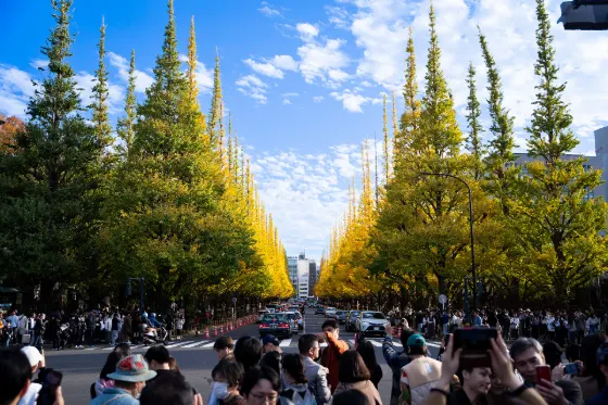 Ginkgo at Meiji Jingu Gaien Ginkgo Avenue