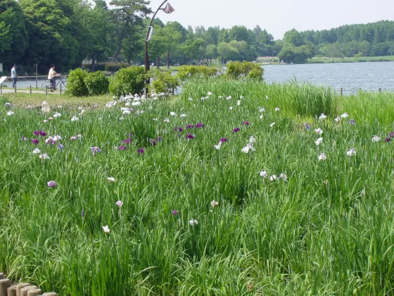 Iris at Mizumoto Park
