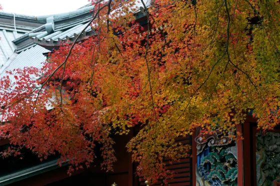 Autumn leaves at Mount Takao