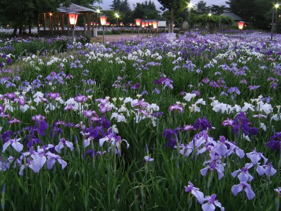 Iris at Nagai Ayame Park