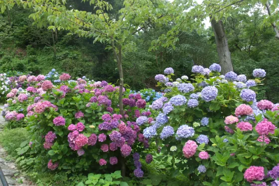 Hydrangea at Shimoda Park