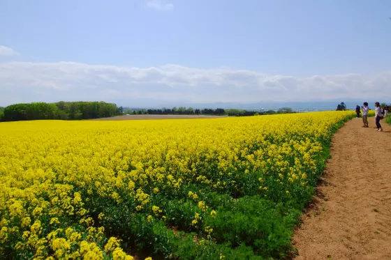Rapeseed at Takikawa Rapeseed Fields