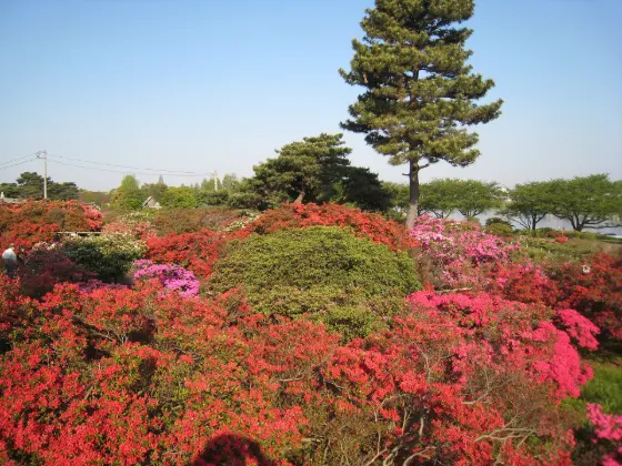 Azalea at Tsutsujigaoka Park (Tatebayashi)