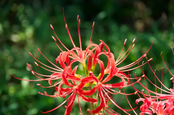 Red spider lily at Tsuzura Terraced Rice Fields