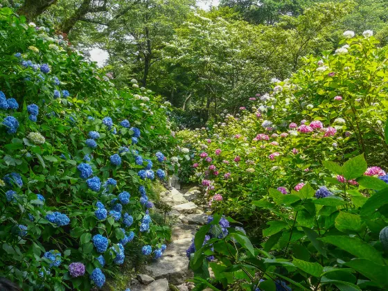 Hydrangea at Yata-dera Temple