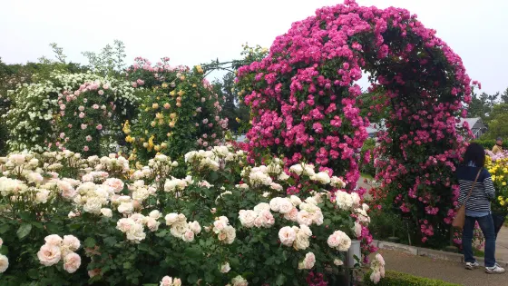 Chrysanthemum at Hamamatsu Flower Park