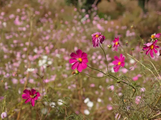 Cosmos at Showa Kinen Park