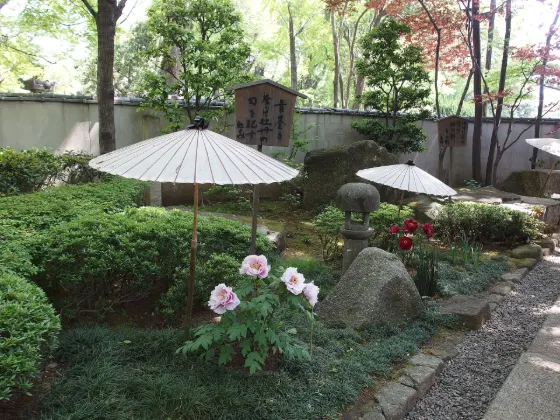 Peony at Ueno Toshogu Peony Garden