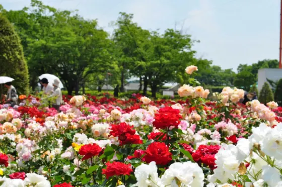 Roses at RSK Rose Garden (Okayama)