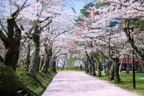 Cherry blossom at Senshu Park (Akita)