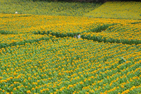 Sunflowers at Sera Kogen Farm (Hiroshima)