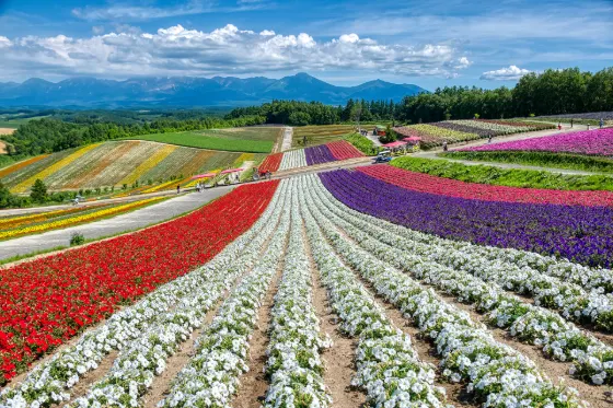 Nemophila at Shikisai-no-Oka
