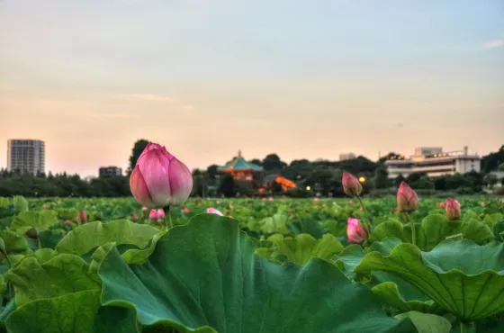 Lotus at Shinobazu Pond (Ueno)