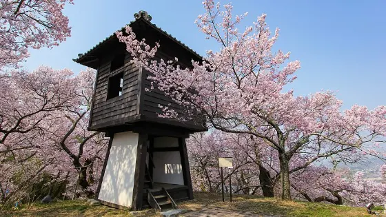 Cherry blossom at Takato Castle Ruins Park (Nagano)