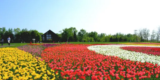 Tulips at Takino Suzuran Hillside Park