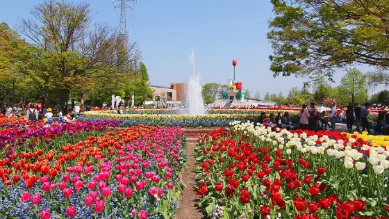 Tulips at Tonami Tulip Park (Toyama)