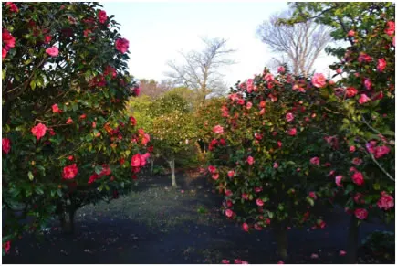 Camellia at Tsubaki Nature Park