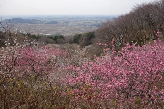 Plum blossom at Mt. Tsukuba Plum Blossom Garden