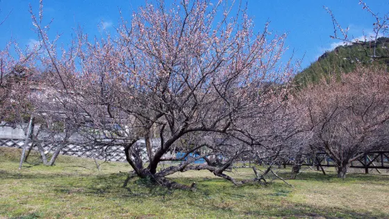 Plum blossom at Fujikawa Tenjin Garyubai