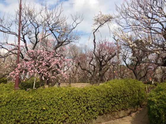Plum blossom at Hanegi Park