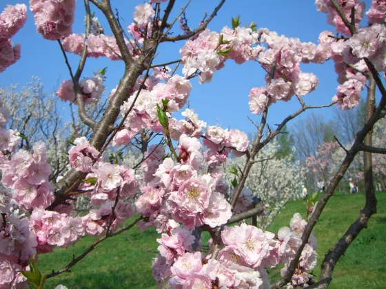 Plum blossom at Hiraoka Park Plum Grove