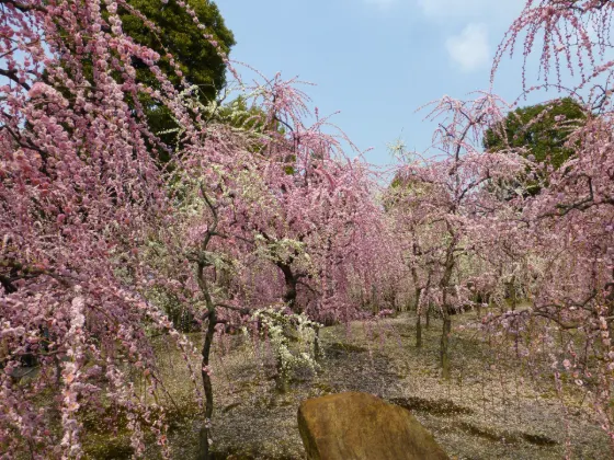 Plum blossom at Jonangu Shrine